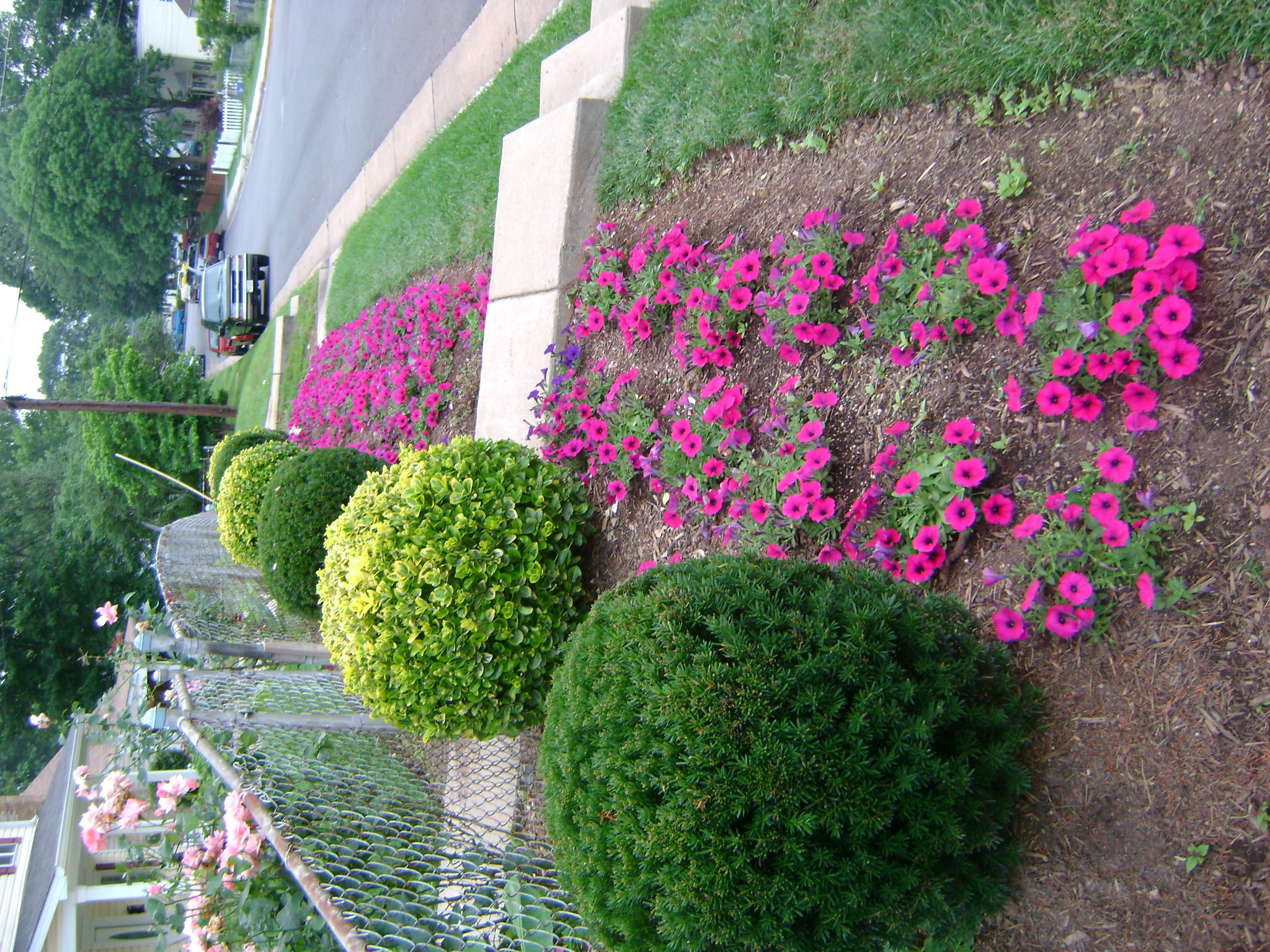 plant